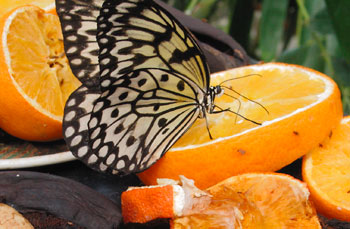 Still life with Butterfly.jpg