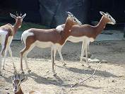dama-gazelle.jpg