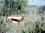 dorcas-gazelle.jpg