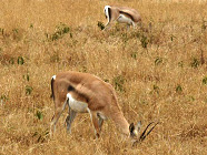 grants-gazelle.jpg