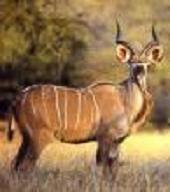 greater-kudu.JPG