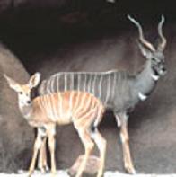 lesser-kudu.JPG