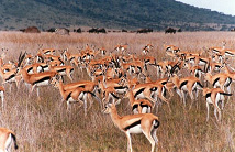 thompsons-gazelle.jpg