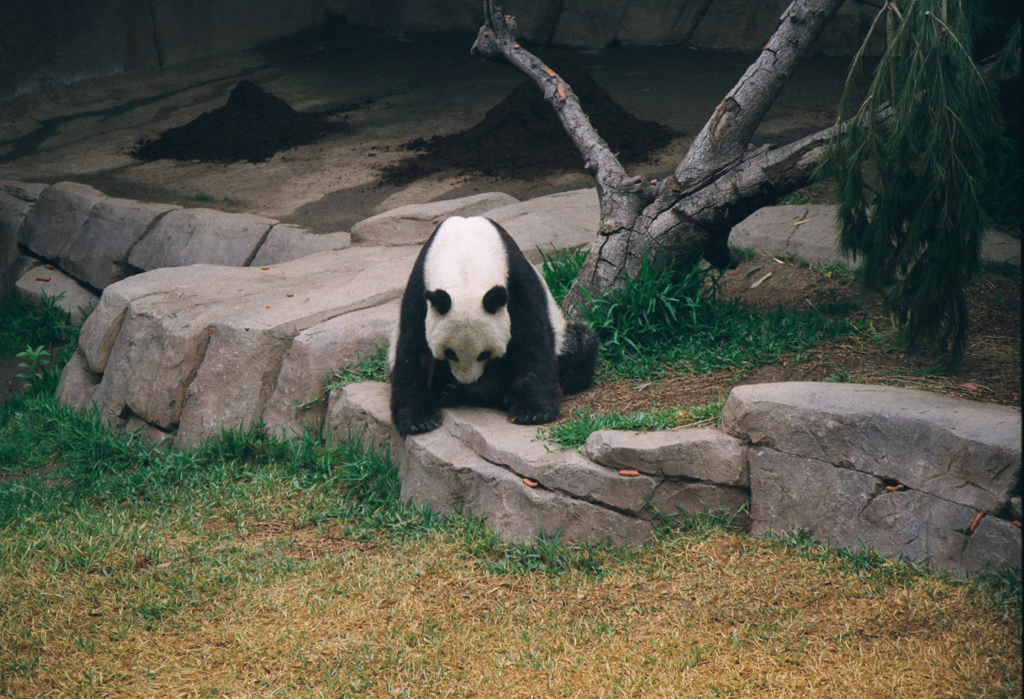 20010526b_Giant_Panda_San_Diego_Zoo_007_5_1024