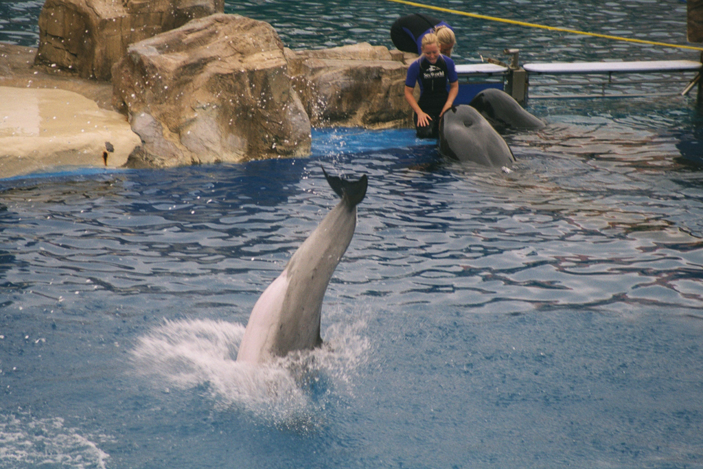 20010527_Whale_and_Dolphin_Show_Dolphin_Sea_World_San_Diego_027_24a_1024