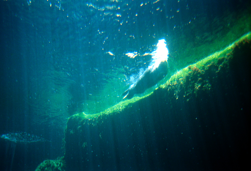 20010605_Sea_Otter_Monterey_Bay_Aquarium_022_19A