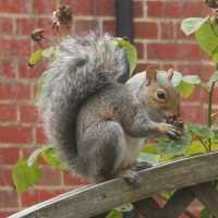 Squirrel eating rosehip