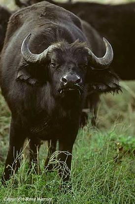 cape-buffalo.JPG