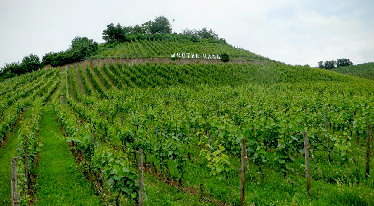 Niersteiner vineyards