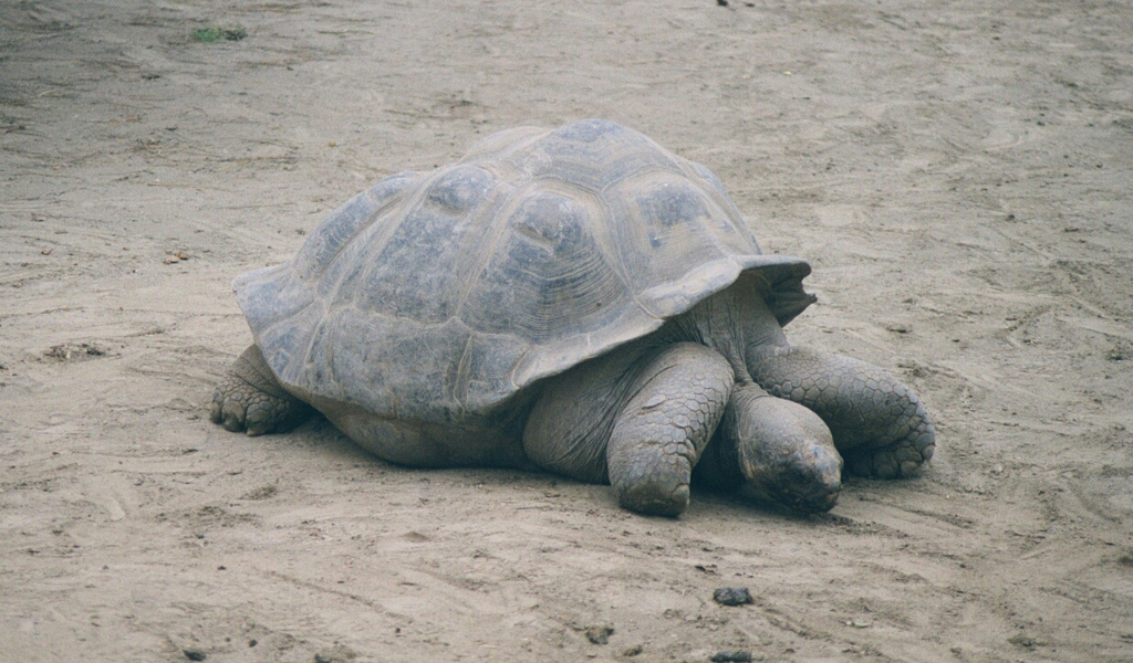 20010526b_Galapagos_Tortoise_San_Diego_Zoo_011_9_1024