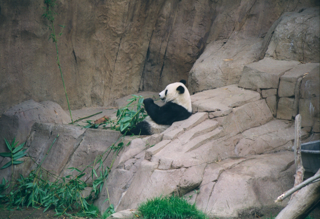 20010526b_Giant_Panda_San_Diego_Zoo_008_6_1024