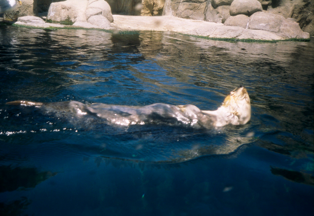 20010605_Sea_Otter_Monterey_Bay_Aquarium_023_20A