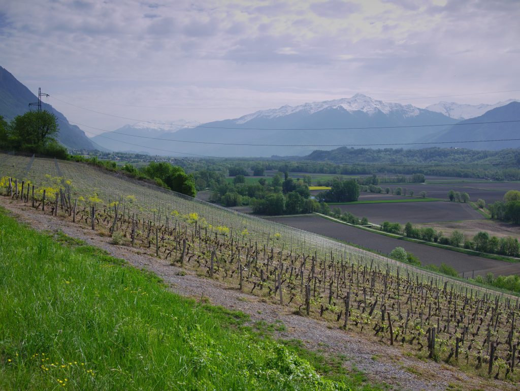 Vineyards near Chambery